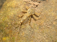 Ecdyonurus