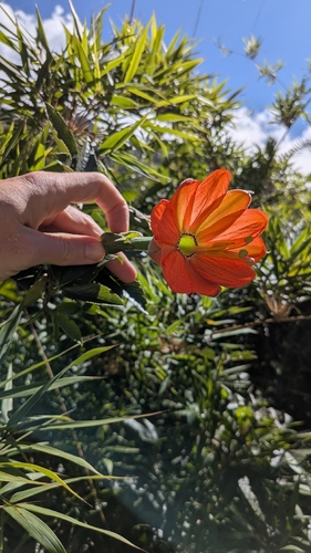 Passiflora mixta