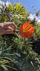 Passiflora mixta