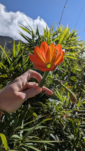 Passiflora mixta, photograph 2