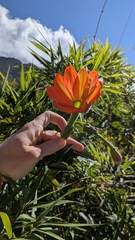 Passiflora mixta, photograph (c) Thibaud Aronson, some rights reserved (CC BY-SA)