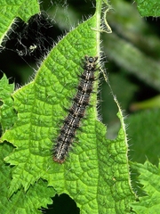 Aglais urticae chinensis
