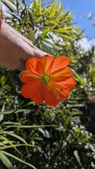 Passiflora mixta, photograph (c) Thibaud Aronson, some rights reserved (CC BY-SA)