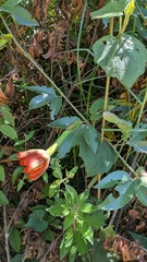 Passiflora mixta, photograph (c) Thibaud Aronson, some rights reserved (CC BY-SA)