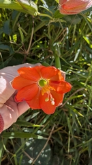 Passiflora mixta, photograph (c) Thibaud Aronson, some rights reserved (CC BY-SA)