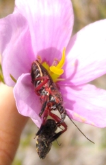 Apiomerus floridensis