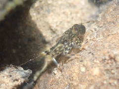 Ecdyonurus