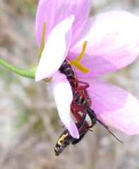 Apiomerus floridensis