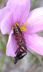 Apiomerus floridensis