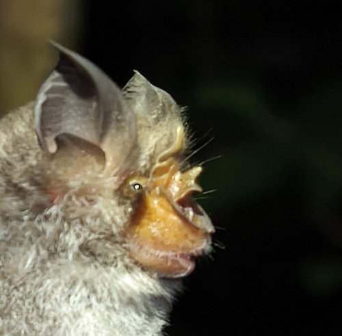 Rhinolophus perditus observed 2026-06-19