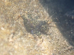 Ecdyonurus