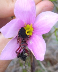 Apiomerus floridensis