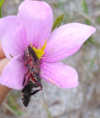 Apiomerus floridensis
