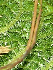 Aglais urticae chinensis