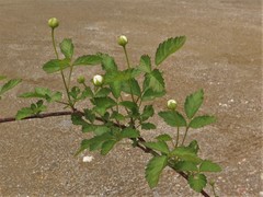 Rubus enslenii