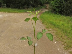 Rubus enslenii