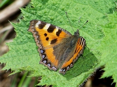 Aglais urticae chinensis
