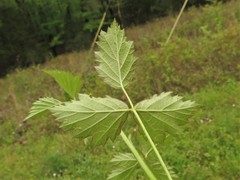 Rubus enslenii
