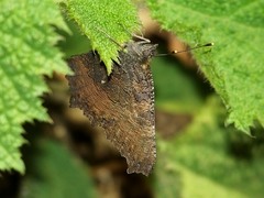 Aglais urticae chinensis
