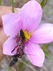 Apiomerus floridensis