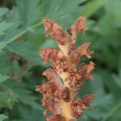 Orobanche krylowii