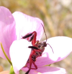 Apiomerus floridensis