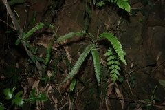 Adiantum caudatum