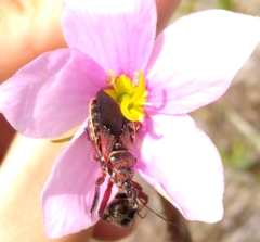 Apiomerus floridensis