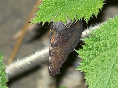 Aglais urticae chinensis
