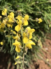 Calobota