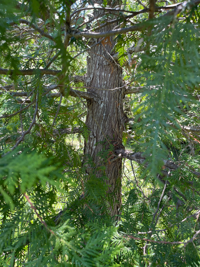Eastern White Cedar