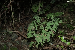 Adiantum tenerum, photograph (c) 林正文, some rights reserved (CC BY)