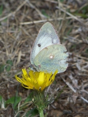 Colias poliographus
