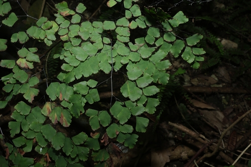 Adiantum tenerum, photograph 4