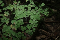 Adiantum tenerum, photograph (c) 林正文, some rights reserved (CC BY)