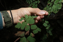 Adiantum tenerum, photograph (c) 林正文, some rights reserved (CC BY)