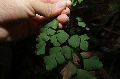 Adiantum tenerum, photograph 6