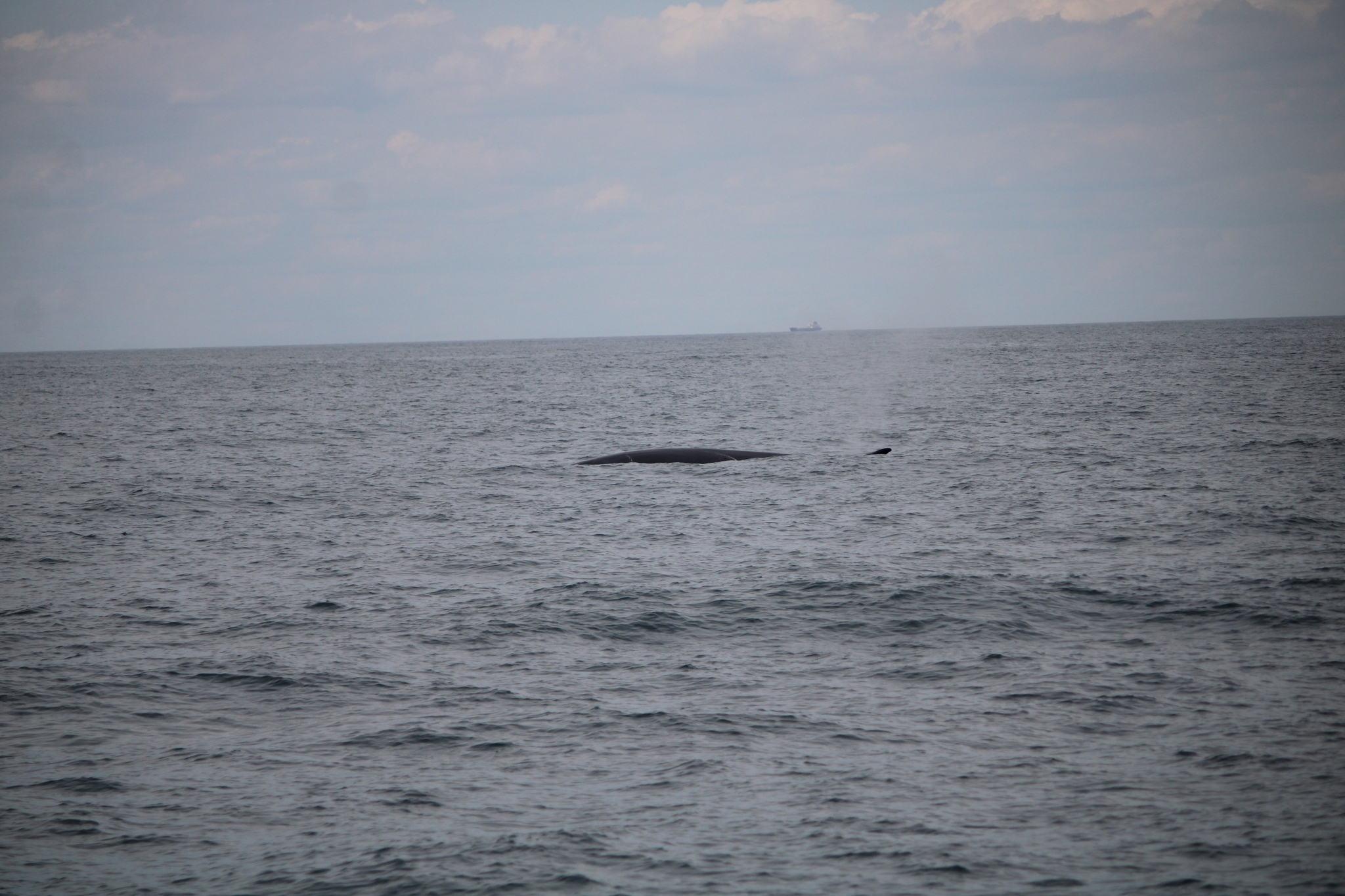 Balaenoptera physalus