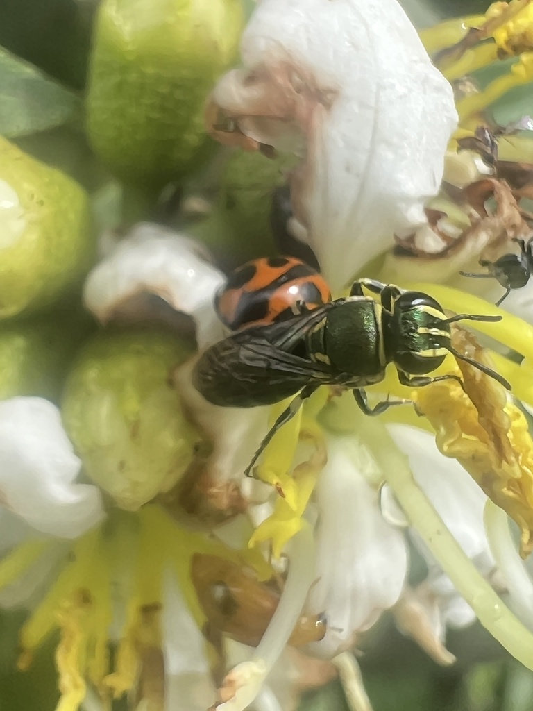 Disrupted Beautiful-Masked bee