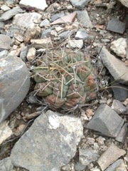 Thelocactus hexaedrophorus hexaedrophorus