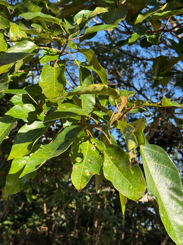 Cluster Fig