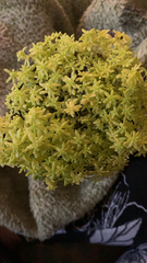 Magnoliopsida