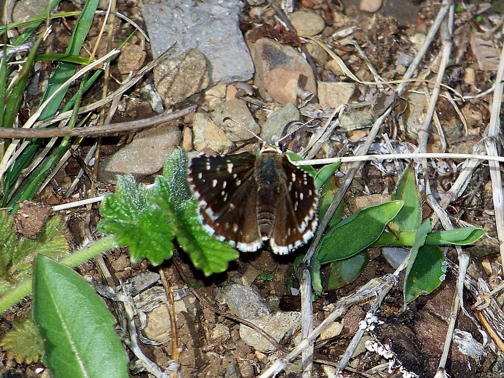 Pyrgus bieti