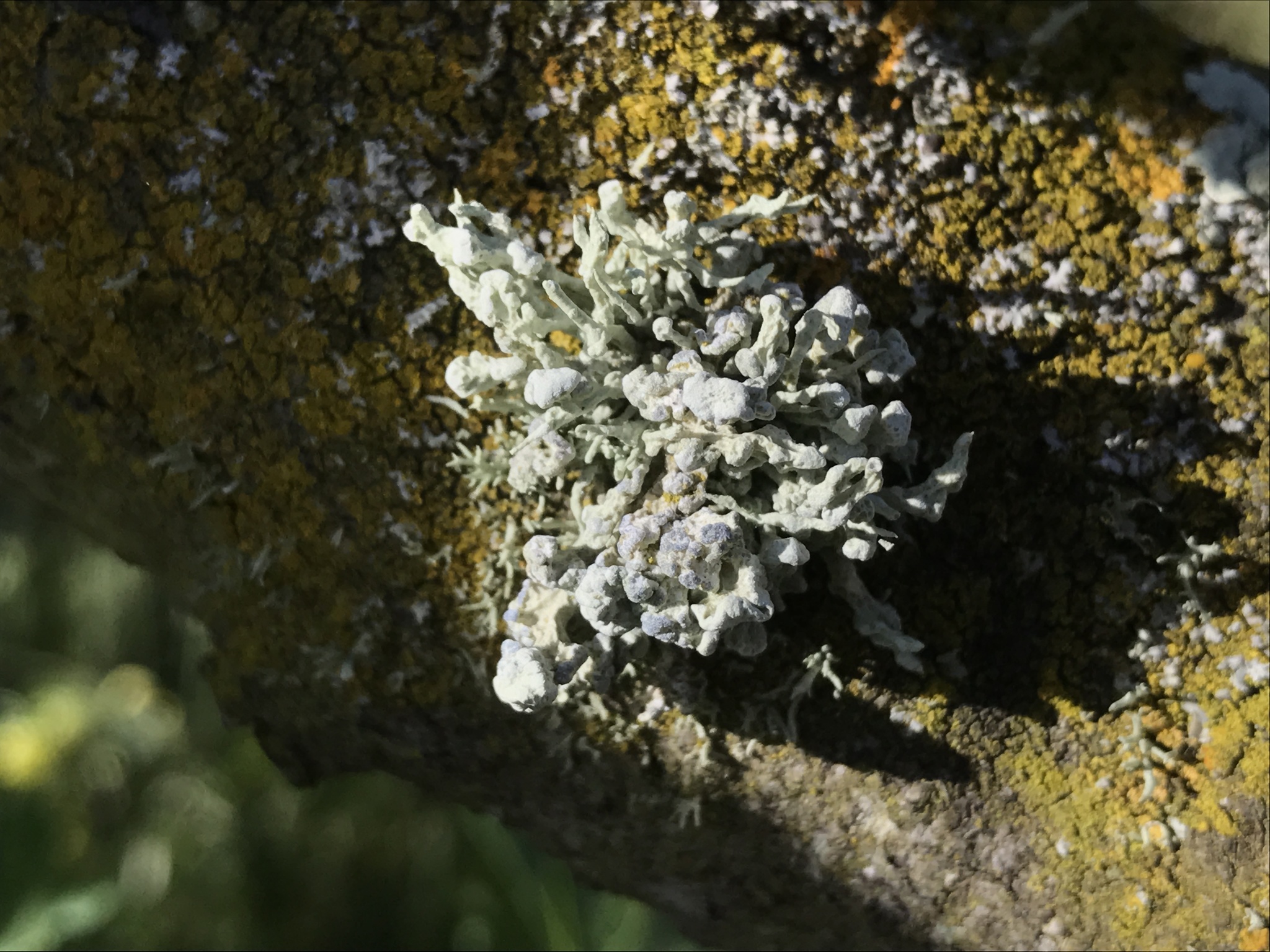 Niebla cephalota image