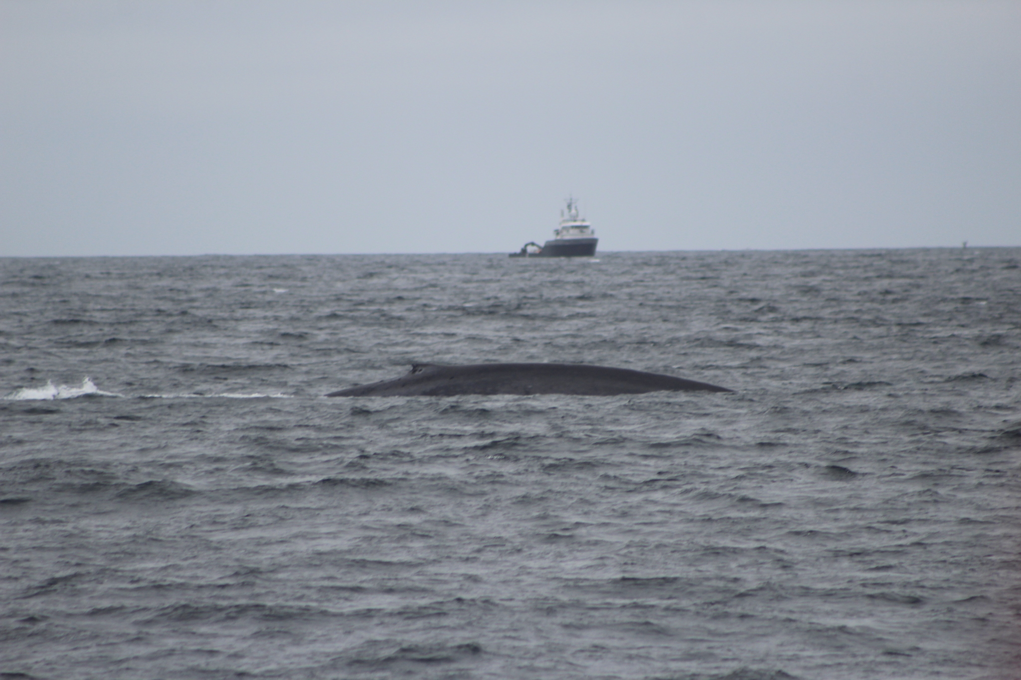 Balaenoptera musculus