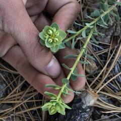 Euphorbia lurida