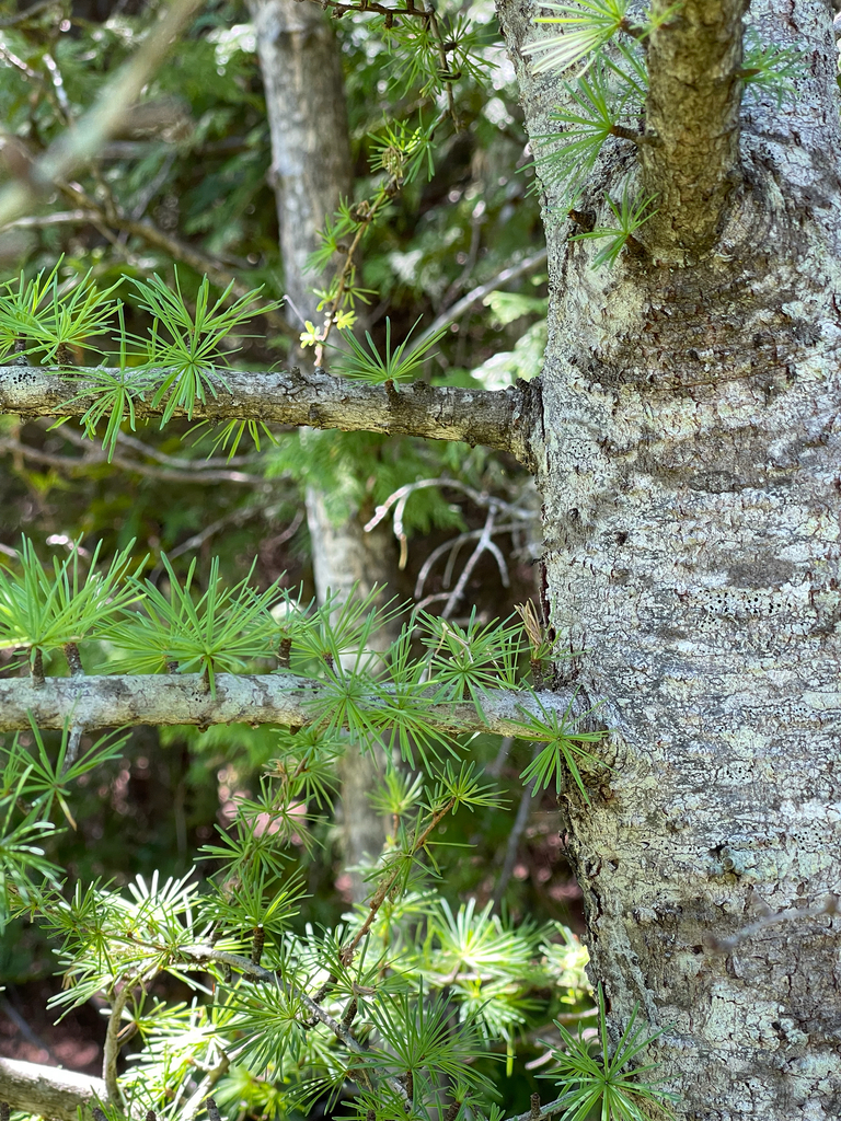 Tamarack