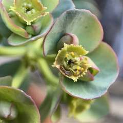 Euphorbia lurida