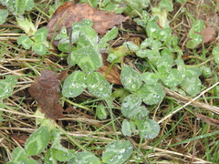 Trifolium repens