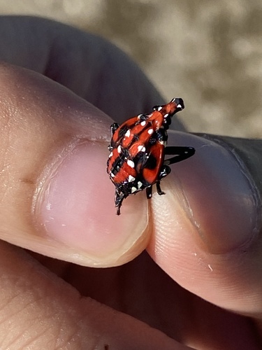 Spotted Lanternfly
